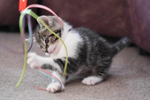 Игрушки для кошек своими руками: 8 идей для усатых и полосатых вдохновляемся,домашние животные,игрушки,своими руками,сделай сам