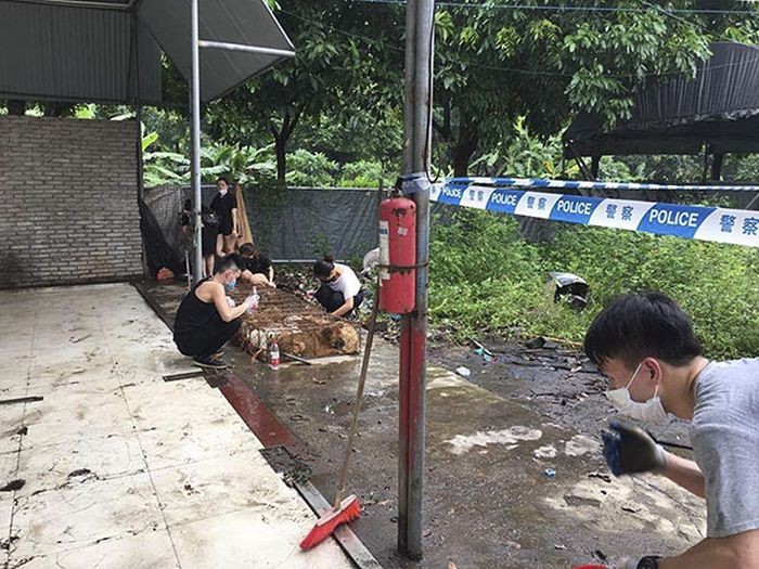 В Китае спасли 1000 собак, которых везли на убой китай, собаки, спасли