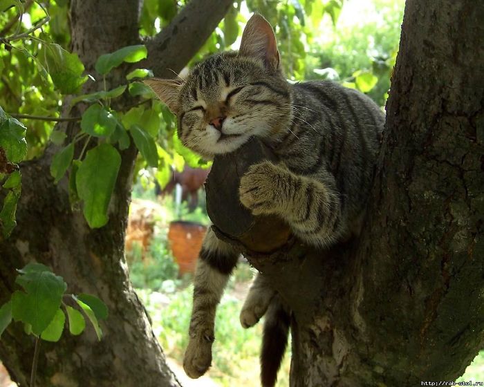 полосатый кот спит на дереве