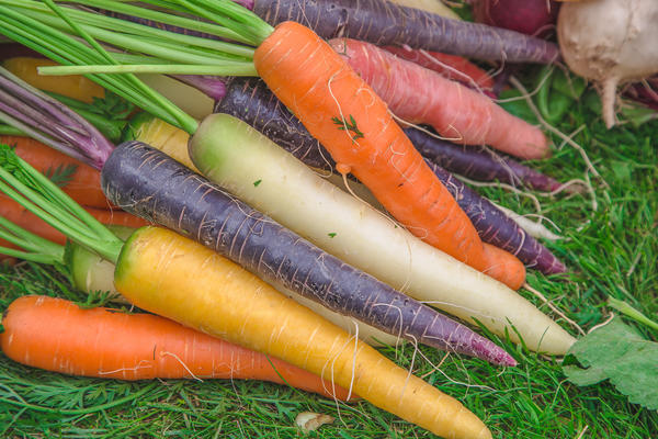 Разноцветные чудеса: необычные сорта моркови и свеклы можно, очень, сорта, корнеплод, цвета, овощей, сортов, моркови, листьями, фруктов, оранжевая, кожурой, свеклы, корнеплоды, яркий, других, употреблять, имеет, свекольного, поэтому