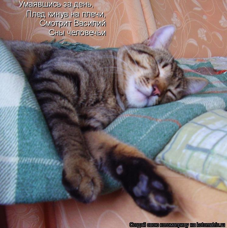 Свежая котоматрица Свежая котоматрица веселые картинки,котоматрица