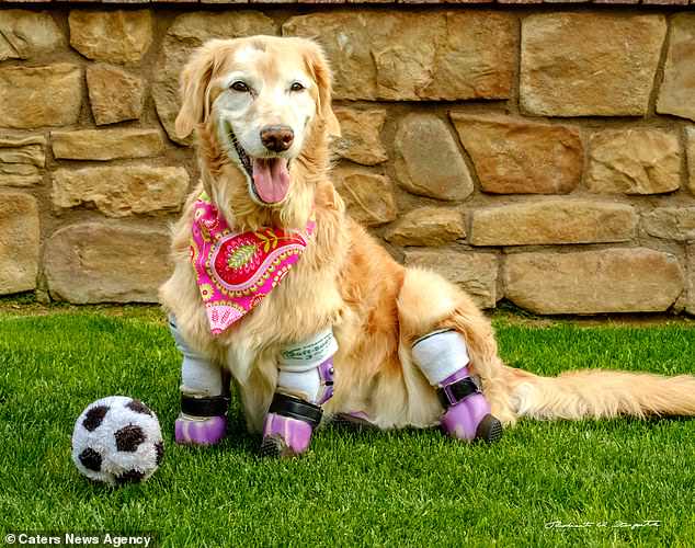 Золотистый ретривер потерял все четыре лапы, но теперь он помогает людям, потерявшим руки или ноги Золотистый ретривер потерял все четыре лапы, но теперь он помогает людям, потерявшим руки или ноги питомцы