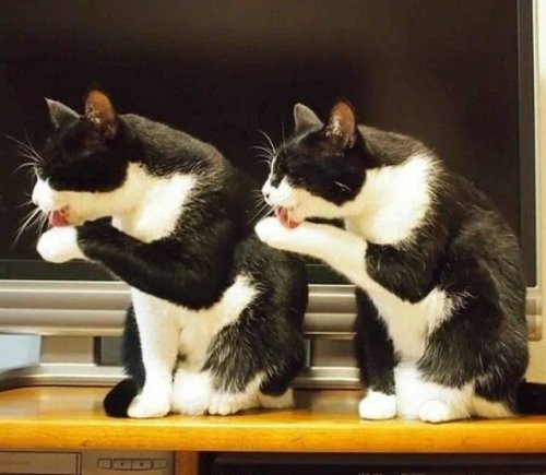 Прикольные сходства и совпадения