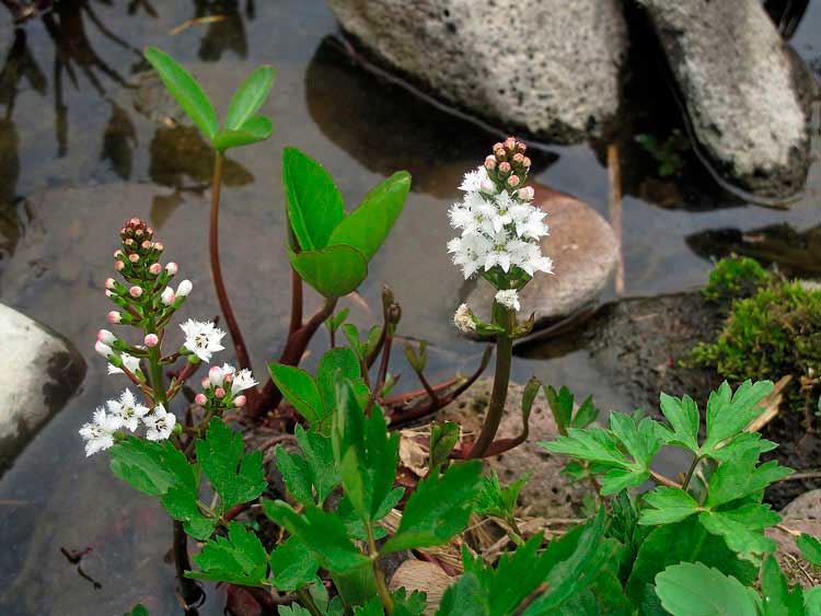 Лекарственное растение Вахта трехлистная (Menyanthes trifoliate)
