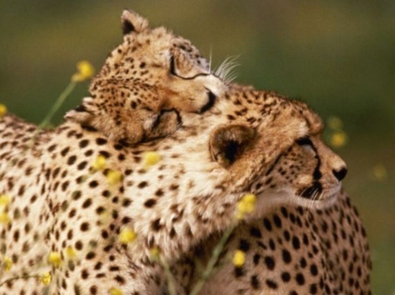 Любовь в мире животных Любовь, влюбленные животные., нежность