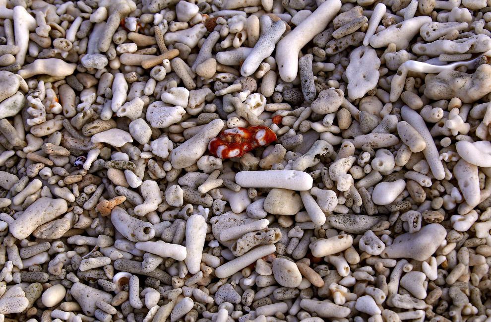 Большой Барьерный риф в фотографиях 