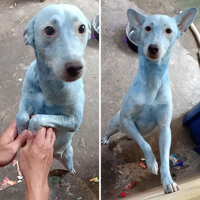 собака с голубой шерстью
