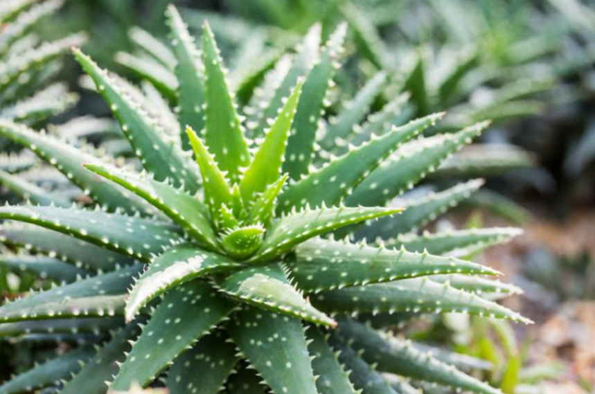 Вылечил гастрит и уже много лет не знаю боли и мучений