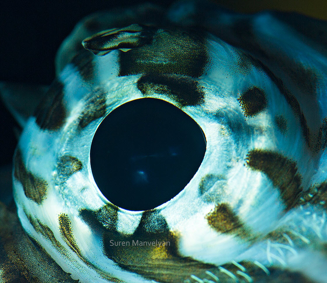 Глазки рыбок. Глаз рыбы. Красивые рыбы. Необычные глаза животных. Рыбий глаз рыба.