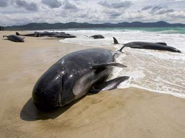 Почему дельфины выбрасываются на берег? Все версии животные,загадка,природа