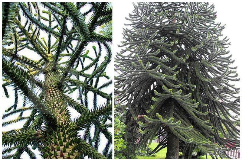 Araucária árvores chilenas, incrível, natureza, incrível, flora