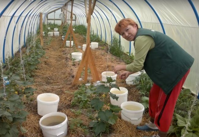 Бюджетная теплица из труб ПВХ бюджетная теплица