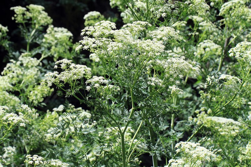 10 растений, которых следует опасаться 10 растений, которых следует опасаться полезные советы,растения,ядовитые растения