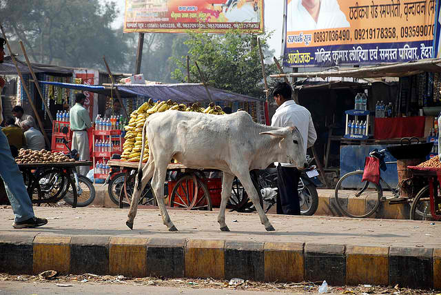 Бездомные коровы - одна из проблем Индии