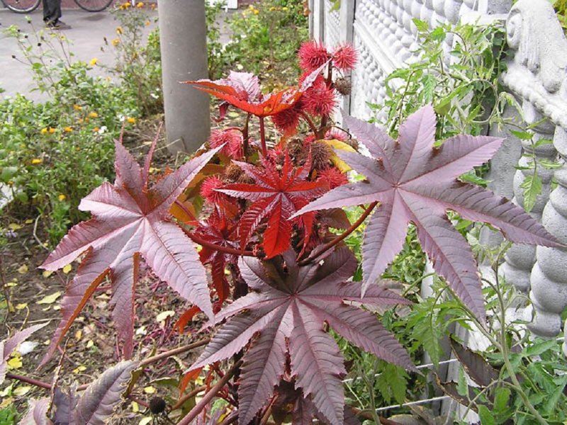 10 растений, которых следует опасаться 10 растений, которых следует опасаться полезные советы,растения,ядовитые растения