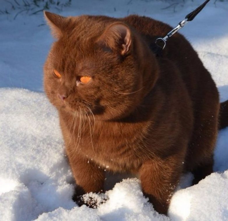 Зимние позитивные животные