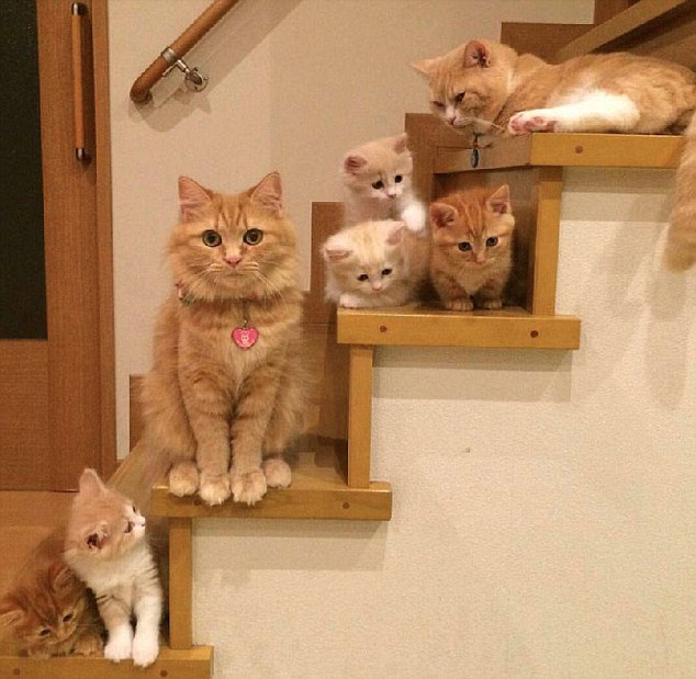Кошачьи семьи в фотографиях