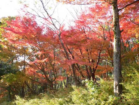  Осень в Японии.