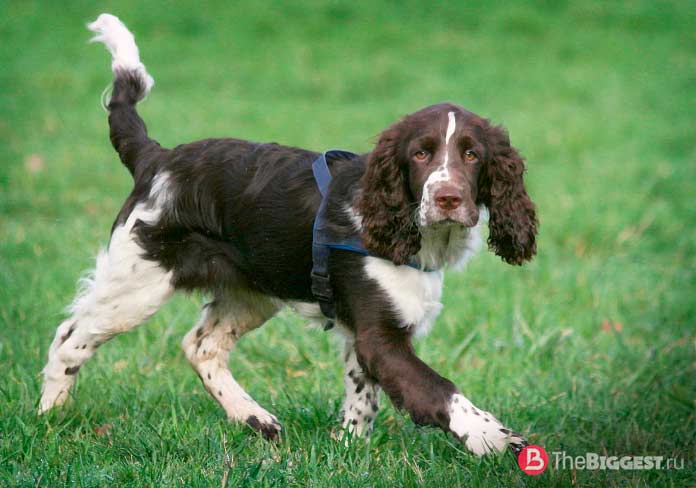 Английский спрингер-спаниель - одна из самых умных пород собак