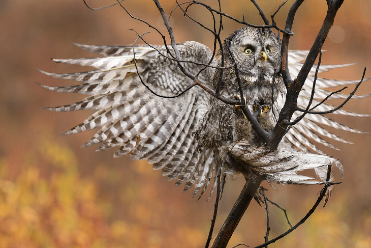 Удивительные фото птиц с конкурса Audubon Photography Awards 2017