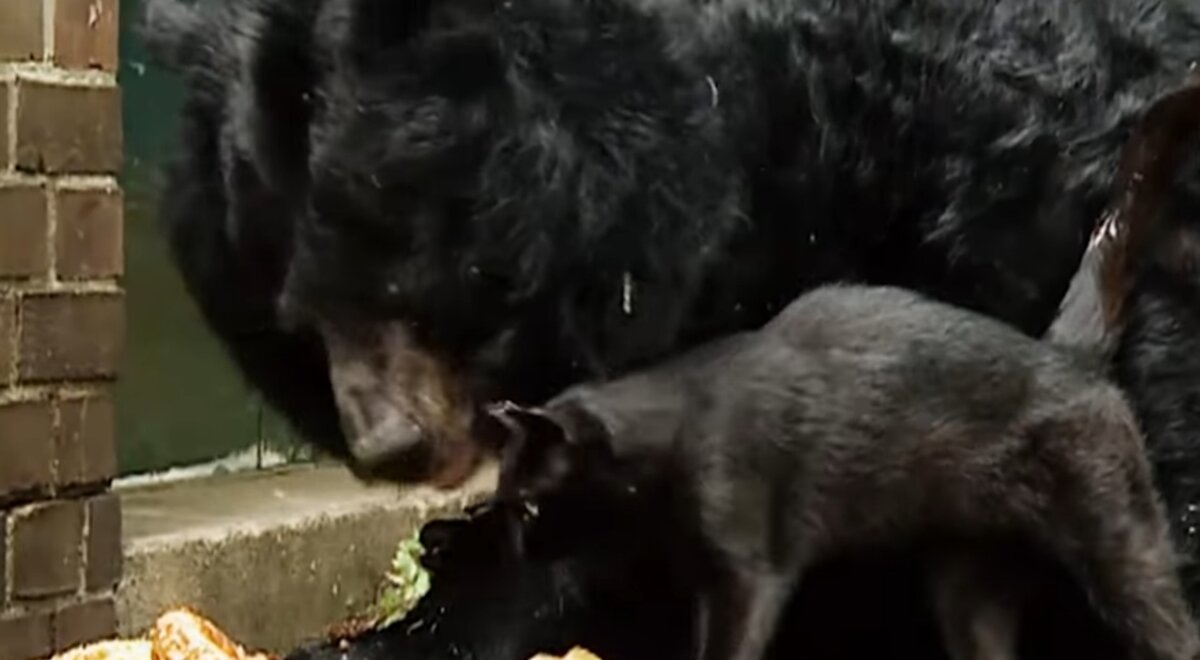 Медведица и кошка: чем закончилась незаурядная дружба длиною 10 лет