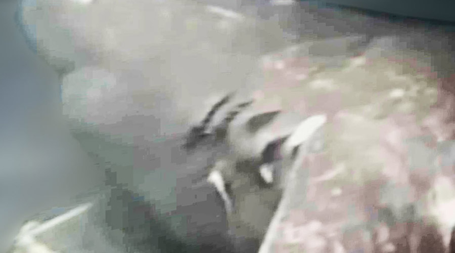 7 загадок из глубины океана, которые ставят в ученых в тупик 7 загадок из глубины океана, которые ставят в ученых в тупик акула,балтийская аномалия,гигантский кальмар,зверь,мегалодон,нападение акул,не ходи в воду,опасность,пляж,Пространство,сатана,угроза