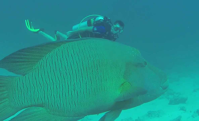 Дайверы встретили на глубине гигантского Наполеона размерами больше белой акулы Дайверы встретили на глубине гигантского Наполеона размерами больше белой акулы Культура