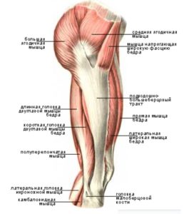 Особенности тренировок мышц ног