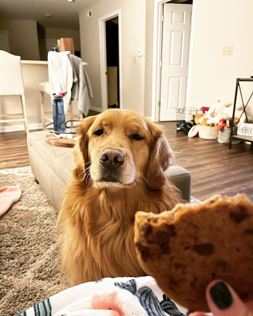 собака просит еду