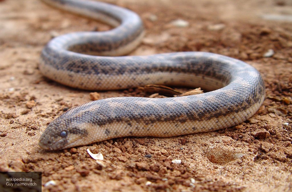 Опубликовано фото из США, где фермер обнаружил уникальную двухголовую змею
