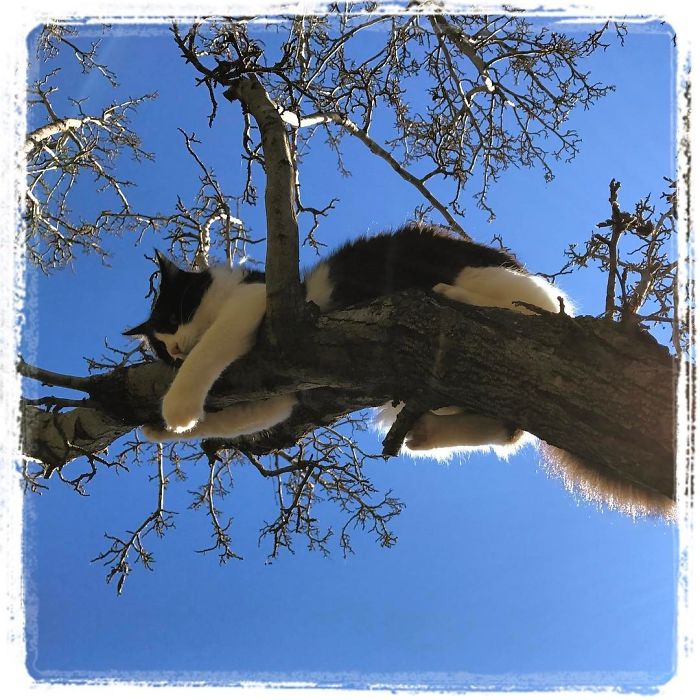 черно-белый кот спит на дереве
