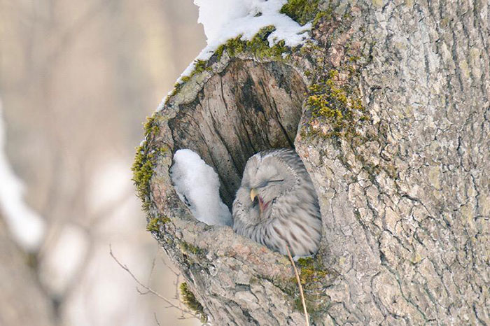 Самые мимишные животные с острова Хоккайдо