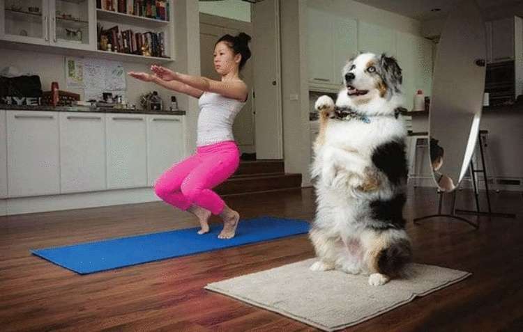 Животные тоже в тренде и постигают искусство йоги супер