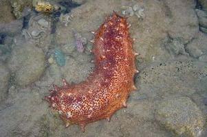 Морской огурец – уникальный организм