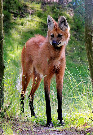 Maned Wolf | The Animal Facts