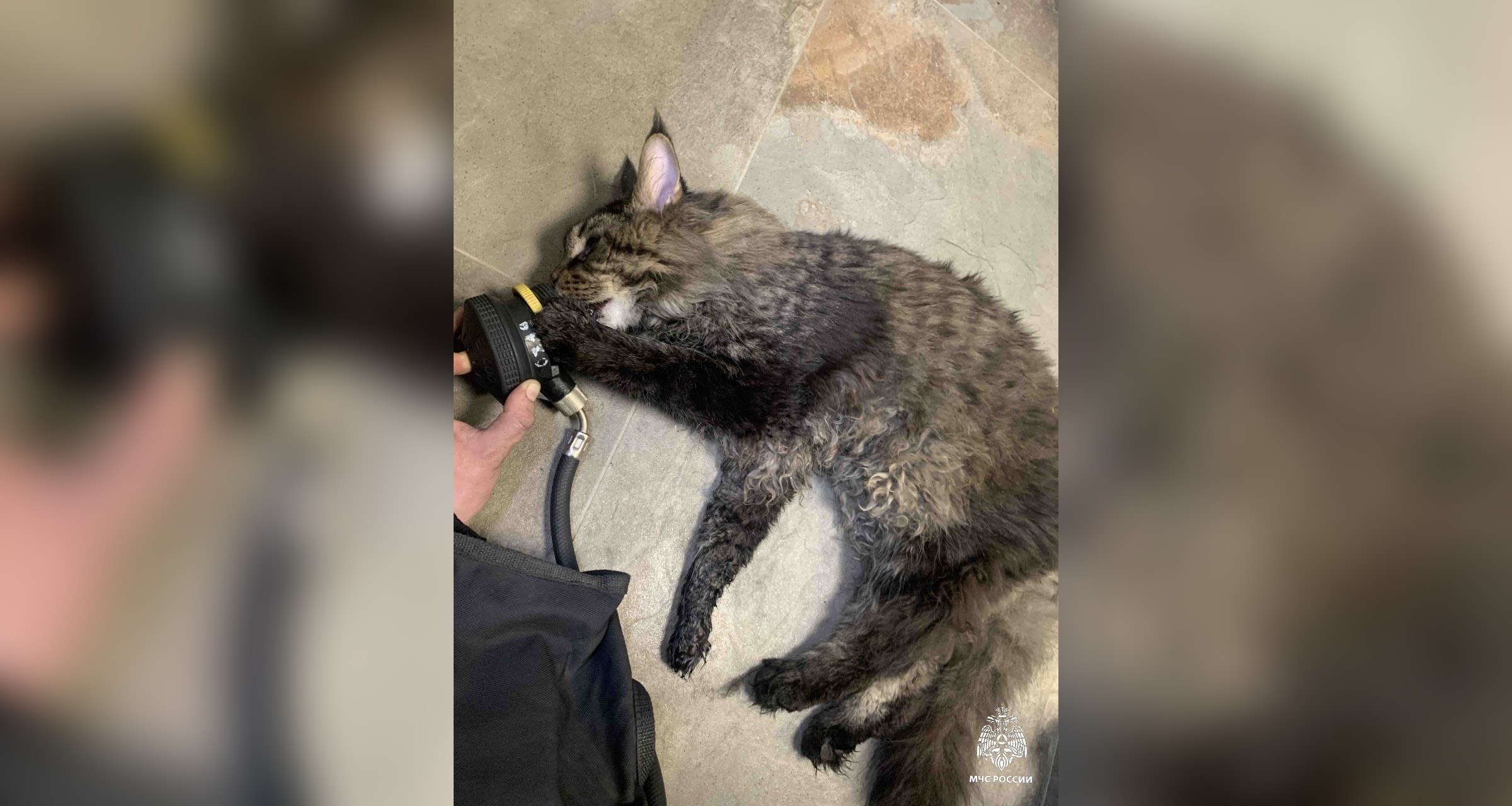 В Петербурге огнеборцы спасли из горящей квартиры кота