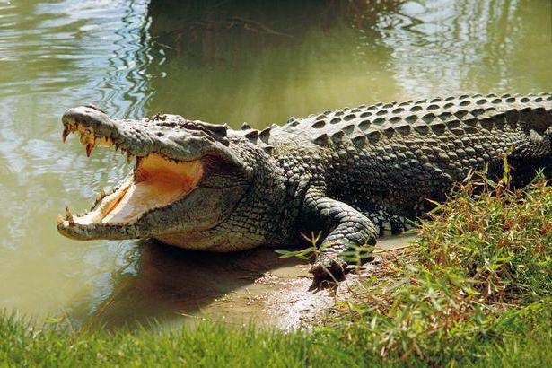 Сколько у крокодила зубов? И другие интересные факты