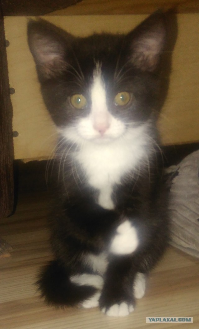 Экипаж машины боевой