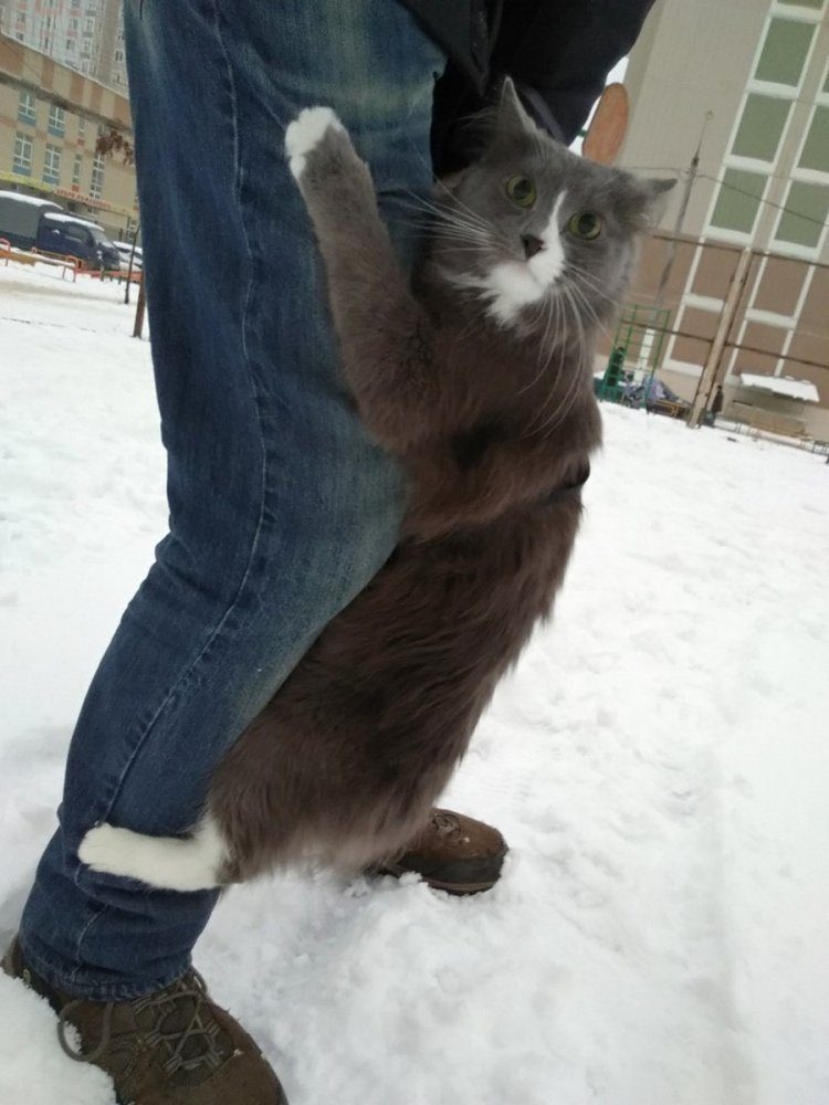 Зимние позитивные животные