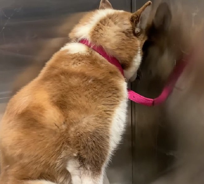 Собака сидит