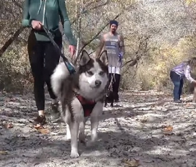 Собака с хозяйкой