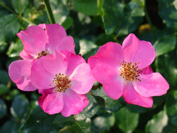 &amp;#39;Felicitas&amp;#39;