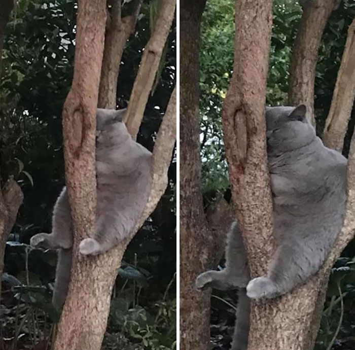серый кот спит сидя на дереве