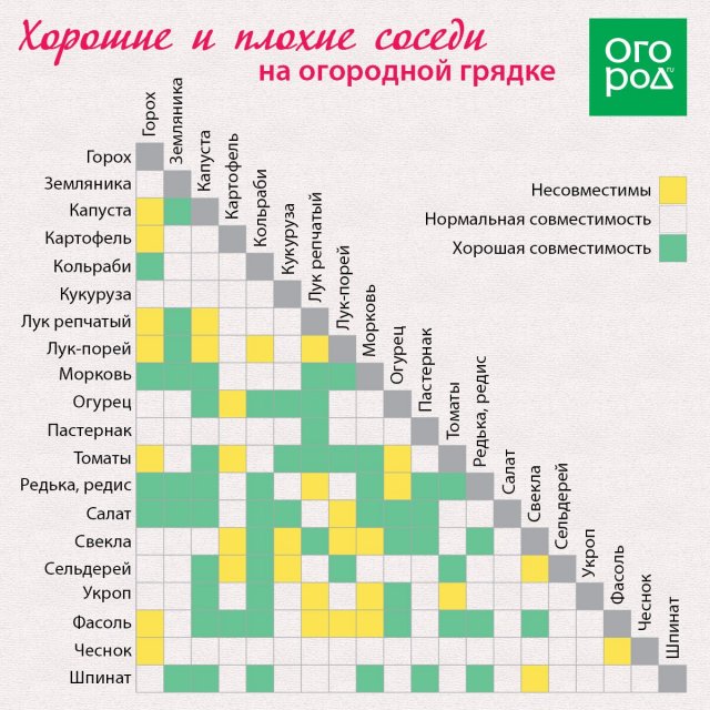 Уплотненные посадки в теплице: формируем удачное соседство овощей огород