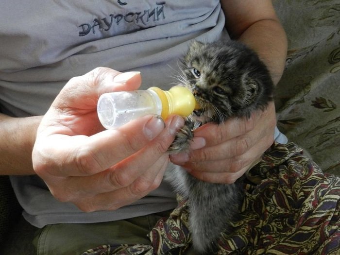 Мануленок Дарья заповедник, кошки, манул