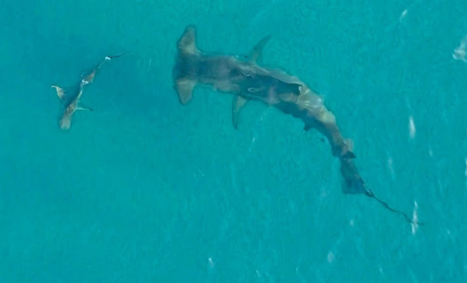 Огромная рыба-молот приплыла на мелководье и начала гонять акул: съемка с дрона Культура