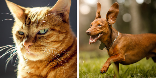 Собачники vs кошатники: ученые установили, чем отличаются их характеры  кошки,психология,собаки,тест