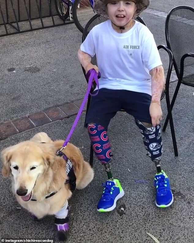 Золотистый ретривер потерял все четыре лапы, но теперь он помогает людям, потерявшим руки или ноги Золотистый ретривер потерял все четыре лапы, но теперь он помогает людям, потерявшим руки или ноги питомцы