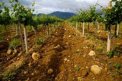Виноградарство на Кубани: рост производства, поддержка государства и перспективы развития