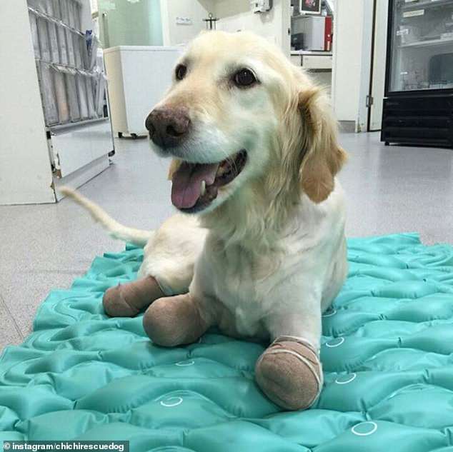 Золотистый ретривер потерял все четыре лапы, но теперь он помогает людям, потерявшим руки или ноги Золотистый ретривер потерял все четыре лапы, но теперь он помогает людям, потерявшим руки или ноги питомцы